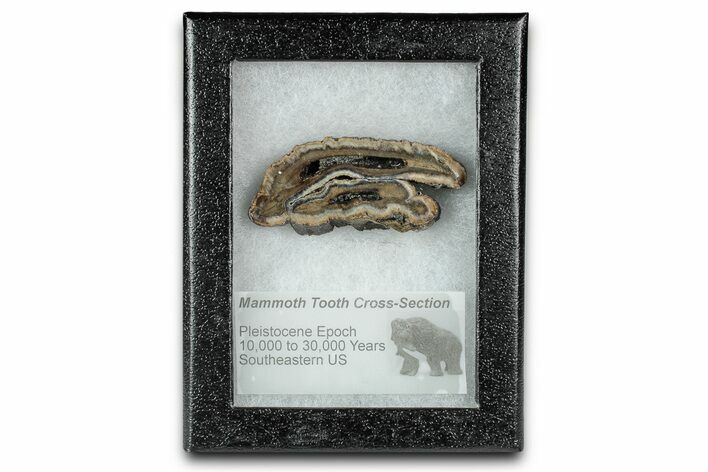 Mammoth Molar Slice With Case - South Carolina #335364